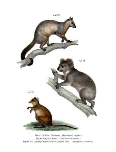 Common Ringtail Possum by German School
